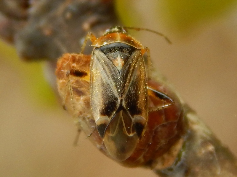 Miridae:   Harpocera thoracica, femmina